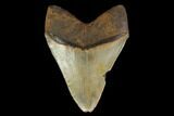 Serrated, Fossil Megalodon Tooth - North Carolina #147491-1